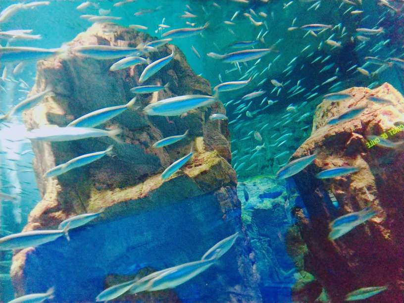 写真加工アプリで撮影した魚の写真